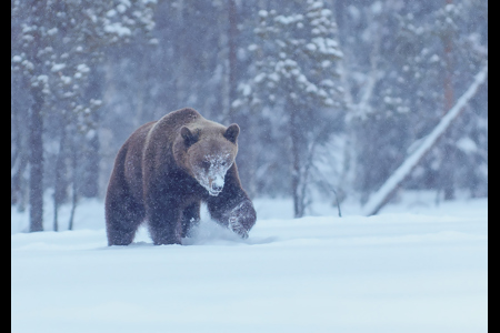 European Brown Bear In Snow Storm