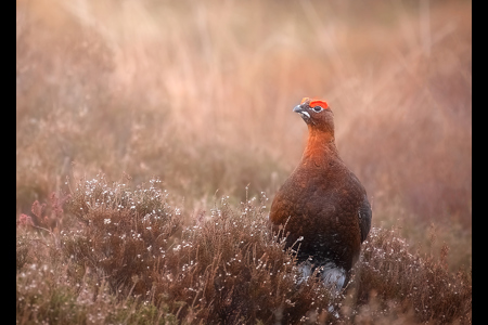 Male Red Grouse In Habitat