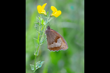 Meadow Brown