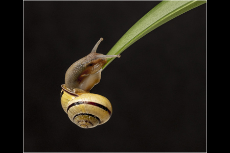 Brown Lipped Snail