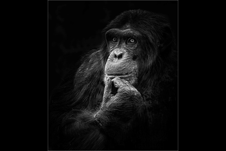 Chimp Thoughts Mono 1600X1200