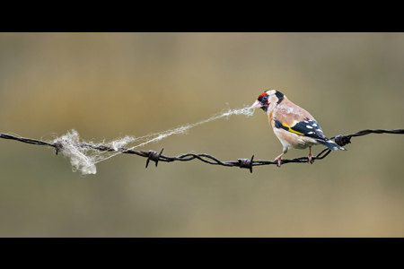 Goldfinch Collecting Wool