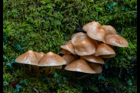 Agrocybe Aegerita