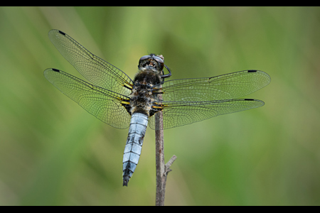 Resting Broad-Bodied Chaser