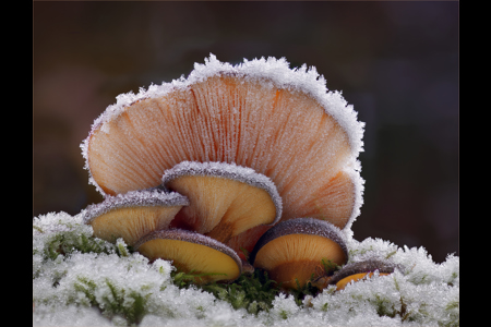 Frozen Oyster Mushrooms