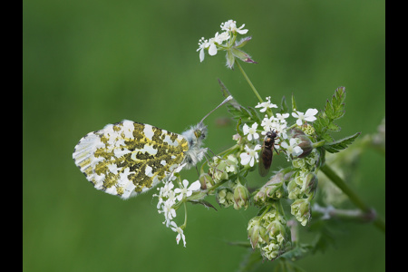 Orange Tip And Fly