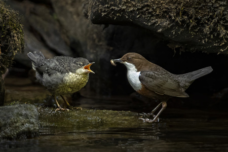 Dipper Feeding It's Young