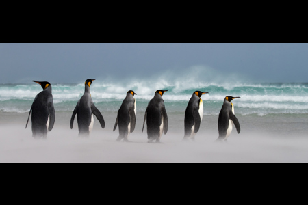 King Penguins At Volunteer Point