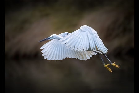 Egret In Flight