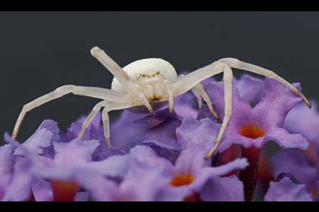 Crab Sider On Flower