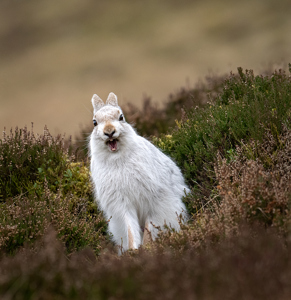 Mountain Hare Yawning