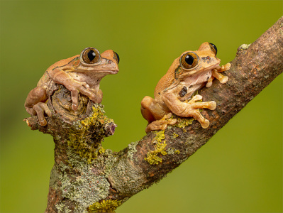 Female Peacock Tree Frogs