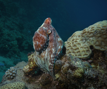 Octopus Emerging From Crevice