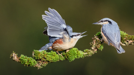 Nuthatch Asserts Its Dominance