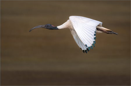 White Ibis In Flight