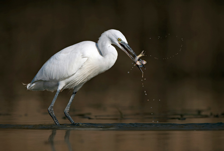 Egret With Fish