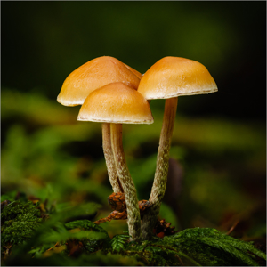 Banded Mottlegill Mushrooms