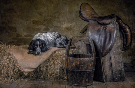 Dottie In Barn