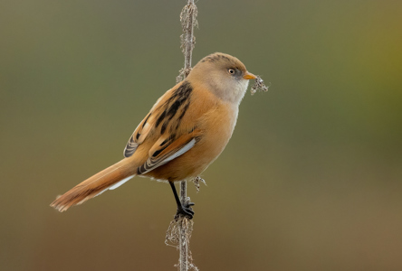 Female Bearded Reedling With Seeds