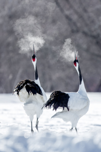 Red Crowned Cranes Bugling