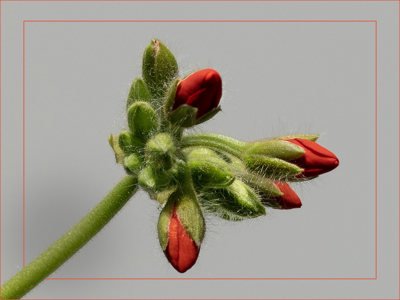 Pelagonium Bud