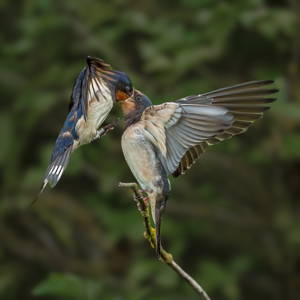 Adult Swallow Feeding Chick