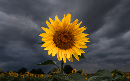 Sunflower In Looming Storm