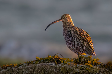 Curlew At Daybreak