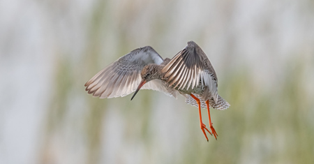 Redshank Landing