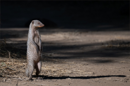 Banded Mongoose On Alert