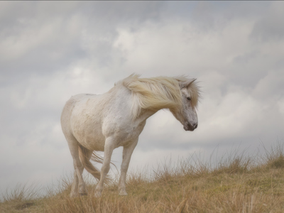Windswept Eriskay Pony