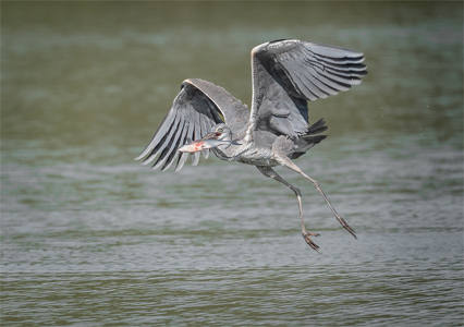 Gray Heron With Fish
