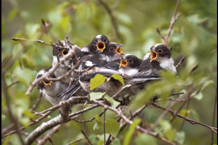 A Brood Of Long-Tailed Tits