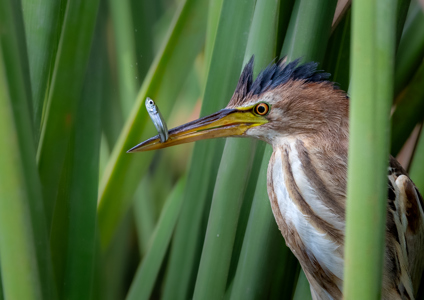 Elusive Little Bittern