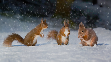 Three Squirels One Nut