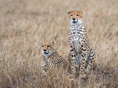 Cheetah Pair