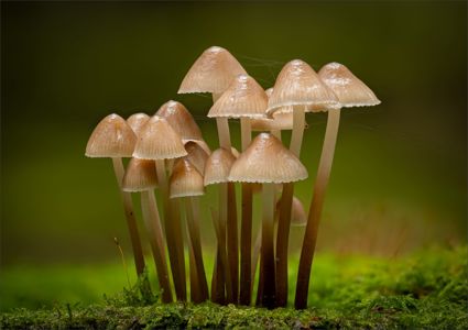 Milking Bonnet Mushrooms