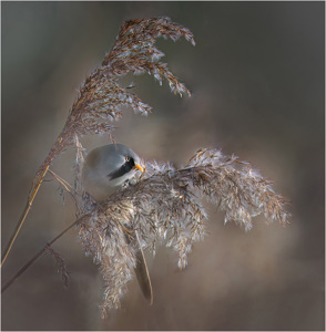 Bearded Reedling Emerging On A Windy Day