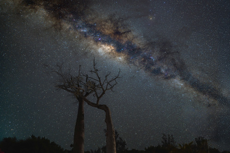 Milky Way Rising Over The Baobabs