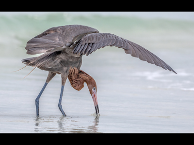 Reddish Egret Strikes Small Fish