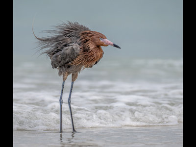 Reddish Egret In Breeding Plumage
