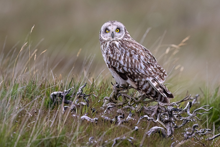 Short-Eared Owl