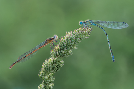Two Common Blues Curve