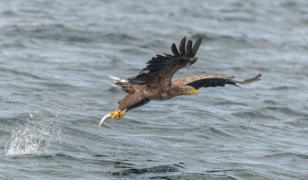 Sea Eagle With Catch