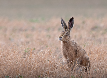 Brown Hare