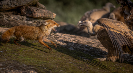 Fox Vulture Confrontation