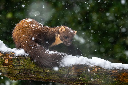 Pinemarten