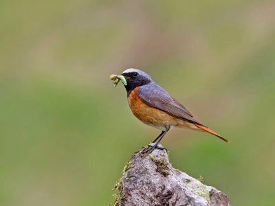REDSTART WITH CATERPILLERS