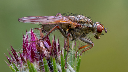 Yellow Dung Fly On Musk Thistle