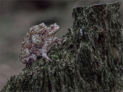 Bufo Bufo Travelling In Amplexus